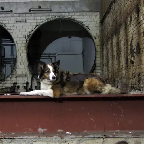 Hundeblog,Blog,Blogger,Hundewissen,Hundeschule Iserlohn, Kai Dahlhaus 